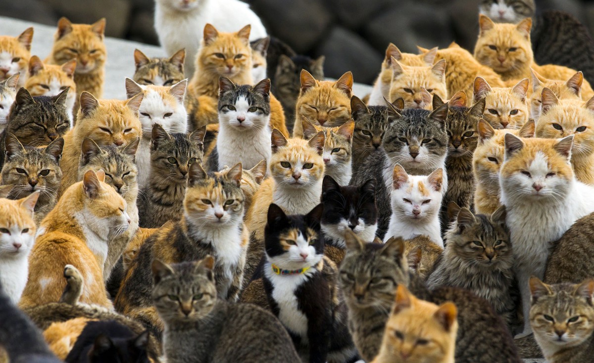 All the cats. This image is from Aoshima Island, Japan. Read more about Aoshima Island [here](https://www.theatlantic.com/photo/2015/03/a-visit-to-aoshima-a-cat-island-in-japan/386647/).